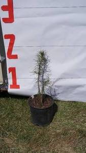 Scotch Pine Bare Root Potted Tree -Reference Photos for Size