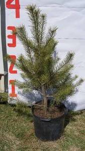 Scotch Pine Bare Root Potted Tree -Reference Photos for Size