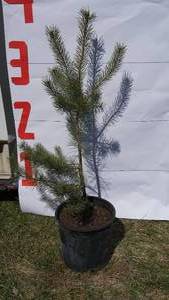 Scotch Pine Bare Root Potted Tree -Reference Photos for Size