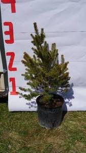 Scotch Pine Bare Root Potted Tree -Reference Photos for Size