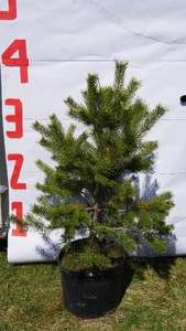 Scotch Pine Bare Root Potted Tree -Reference Photos for Size