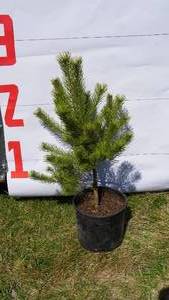 Scotch Pine Bare Root Potted Tree -Reference Photos for Size