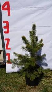 Scotch Pine Bare Root Potted Tree -Reference Photos for Size