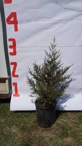 Red Cedar Pine Bare Root Potted Tree -Reference Photos for Size