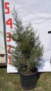 Red Cedar Pine Bare Root Potted Tree -Reference Photos for Size