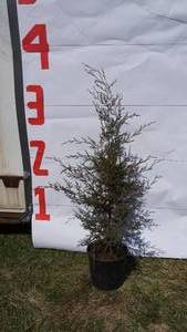 Red Cedar Pine Bare Root Potted Tree -Reference Photos for Size