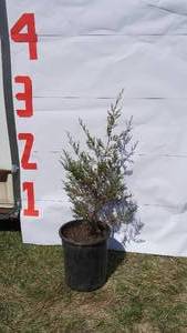 Red Cedar Pine Bare Root Potted Tree -Reference Photos for Size