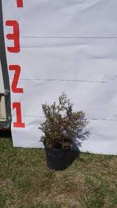 Red Cedar Pine Bare Root Potted Tree -Reference Photos for Size