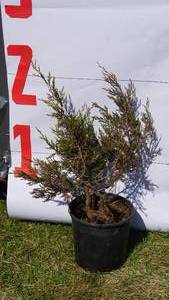 Red Cedar Pine Bare Root Potted Tree -Reference Photos for Size