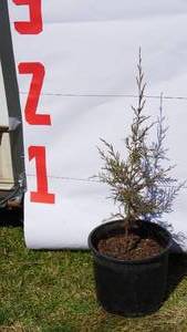 Red Cedar Pine Bare Root Potted Tree -Reference Photos for Size