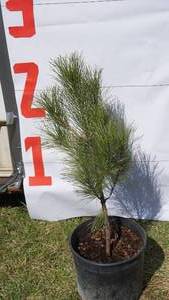 NorwayRed Pine Bare Root Potted Tree -Reference Photos for Size