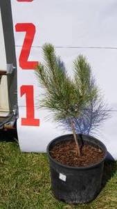NorwayRed Pine Bare Root Potted Tree -Reference Photos for Size
