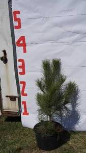 NorwayRed Pine Bare Root Potted Tree -Reference Photos for Size