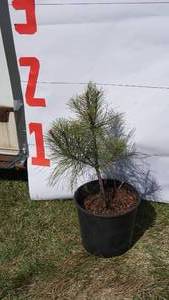 NorwayRed Pine Bare Root Potted Tree -Reference Photos for Size