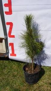 NorwayRed Pine Bare Root Potted Tree -Reference Photos for Size
