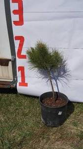 NorwayRed Pine Bare Root Potted Tree -Reference Photos for Size