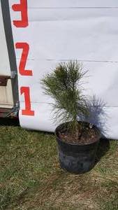 NorwayRed Pine Bare Root Potted Tree -Reference Photos for Size