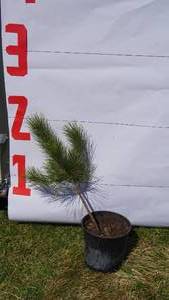 NorwayRed Pine Bare Root Potted Tree -Reference Photos for Size