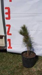 NorwayRed Pine Bare Root Potted Tree -Reference Photos for Size