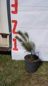 NorwayRed Pine Bare Root Potted Tree -Reference Photos for Size