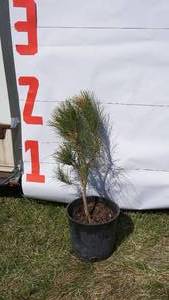 NorwayRed Pine Bare Root Potted Tree -Reference Photos for Size