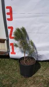 NorwayRed Pine Bare Root Potted Tree -Reference Photos for Size