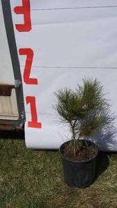 NorwayRed Pine Bare Root Potted Tree -Reference Photos for Size