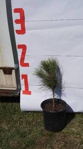 NorwayRed Pine Bare Root Potted Tree -Reference Photos for Size