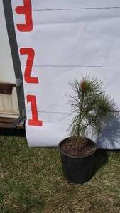 NorwayRed Pine Bare Root Potted Tree -Reference Photos for Size
