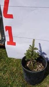 Black Hill Spruce Bare Root Potted Tree -Reference Photos for Size