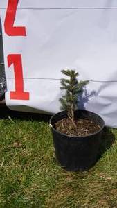 Black Hill Spruce Bare Root Potted Tree -Reference Photos for Size