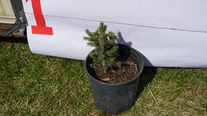 Black Hill Spruce Bare Root Potted Tree -Reference Photos for Size