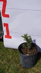 Black Hill Spruce Bare Root Potted Tree -Reference Photos for Size