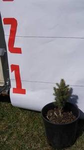 Black Hill Spruce Bare Root Potted Tree -Reference Photos for Size