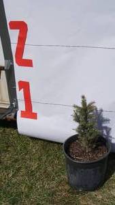 Black Hill Spruce Bare Root Potted Tree -Reference Photos for Size