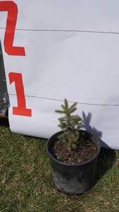 Black Hill Spruce Bare Root Potted Tree -Reference Photos for Size