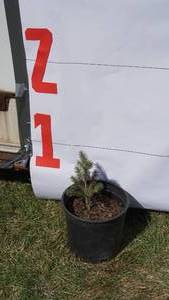 Black Hill Spruce Bare Root Potted Tree -Reference Photos for Size
