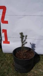 Norway Spruce Bare Root Potted Tree -Reference Photos for Size