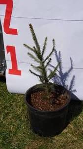 Norway Spruce Bare Root Potted Tree -Reference Photos for Size
