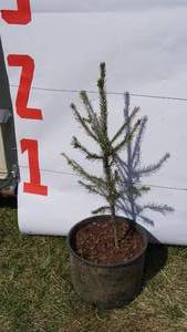 Norway Spruce Bare Root Potted Tree -Reference Photos for Size