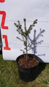 Norway Spruce Bare Root Potted Tree -Reference Photos for Size