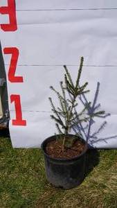 Norway Spruce Bare Root Potted Tree -Reference Photos for Size