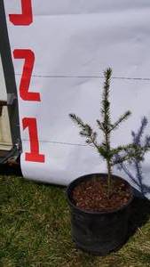Norway Spruce Bare Root Potted Tree -Reference Photos for Size