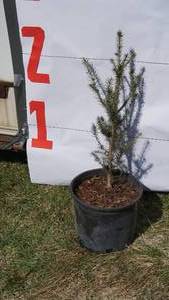 Norway Spruce Bare Root Potted Tree -Reference Photos for Size