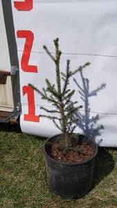 Norway Spruce Bare Root Potted Tree -Reference Photos for Size