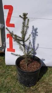 Norway Spruce Bare Root Potted Tree -Reference Photos for Size