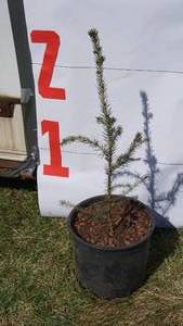 Norway Spruce Bare Root Potted Tree -Reference Photos for Size