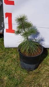 White Pine Bare Root Potted Tree -Reference Photos for Size