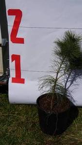 White Pine Bare Root Potted Tree -Reference Photos for Size