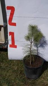 White Pine Bare Root Potted Tree -Reference Photos for Size